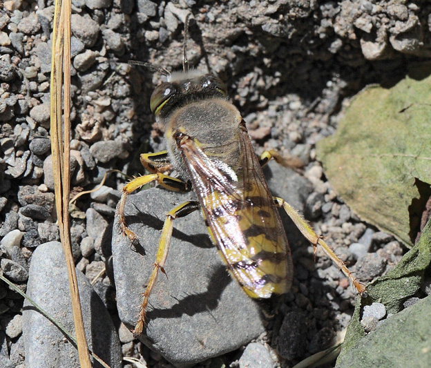 Bembix oculata